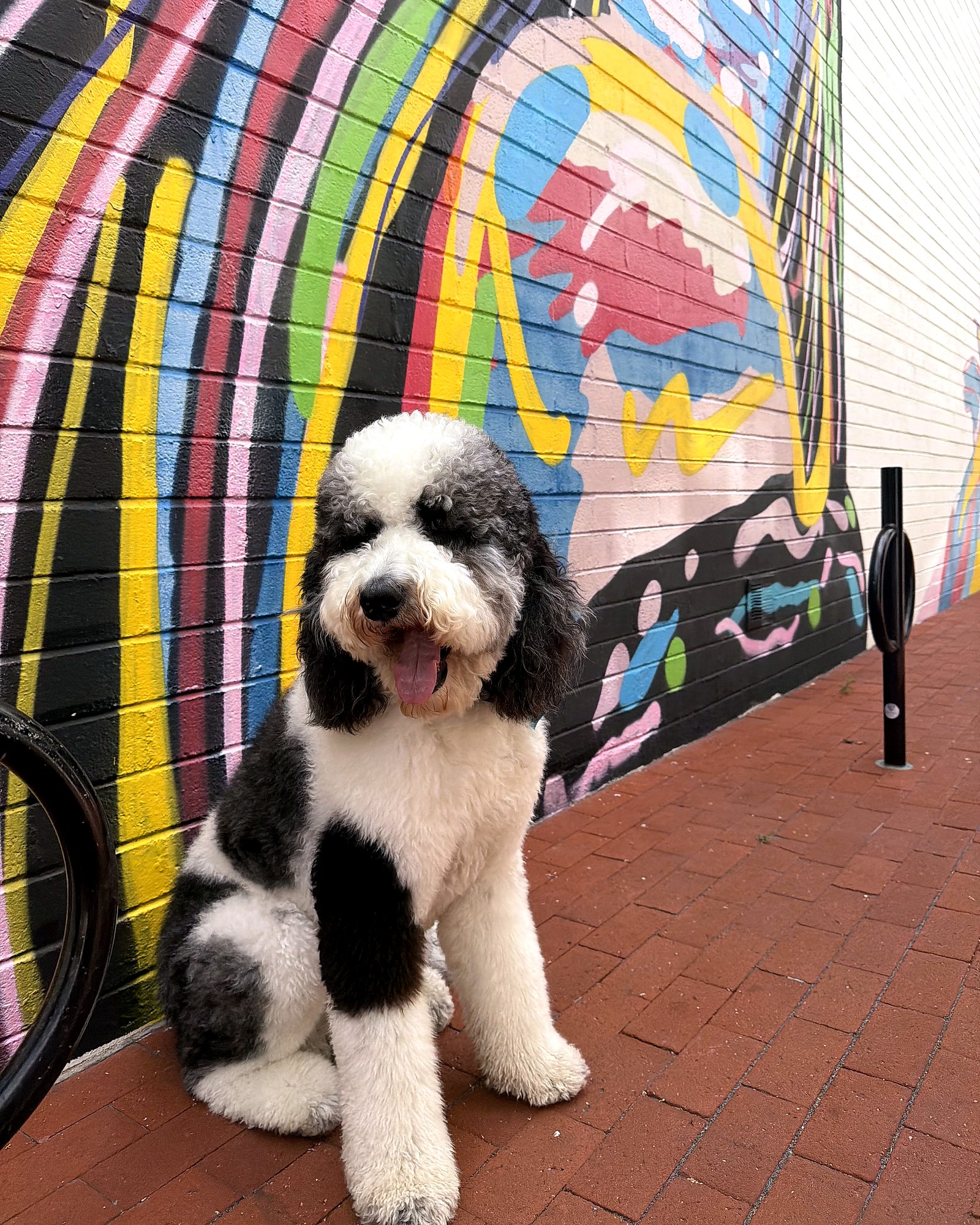 Patrick, an 80-lb Bernedoodle, looking directly at camera