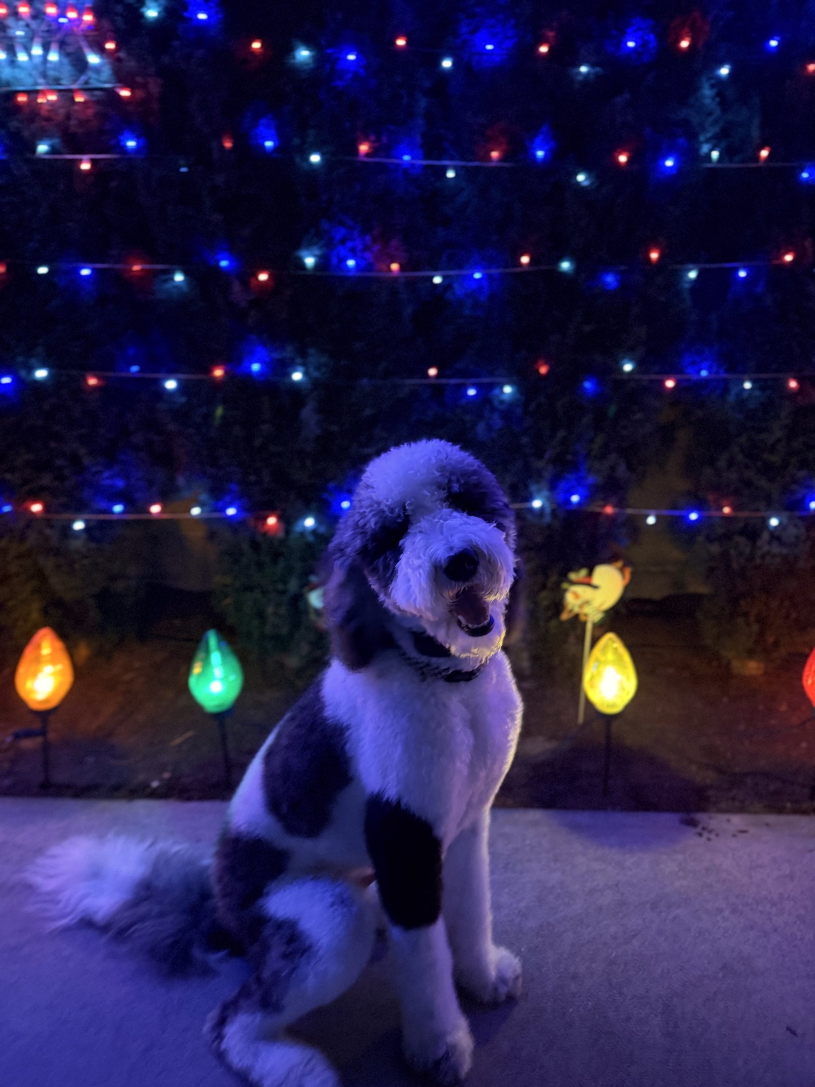 Patrick sits alert beneath red, blue, and green string lights at night.